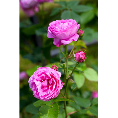 Roses roses - Photographie sur toile tendue