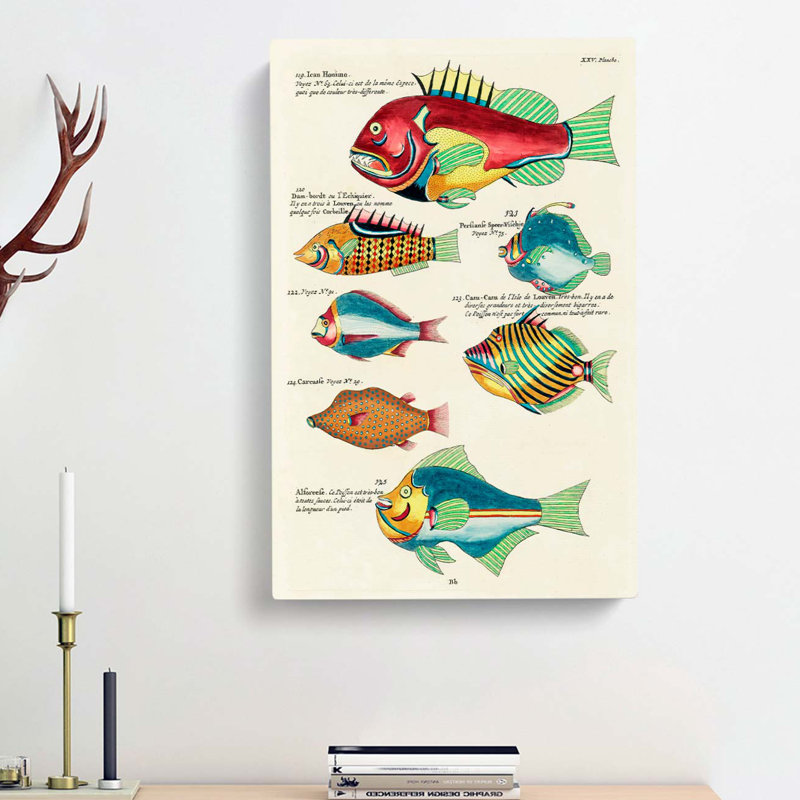 East Indies Fish Illustrations XXV by Louis Renard - Wrapped Canvas, 50cm H x 35cm W x 3cm D