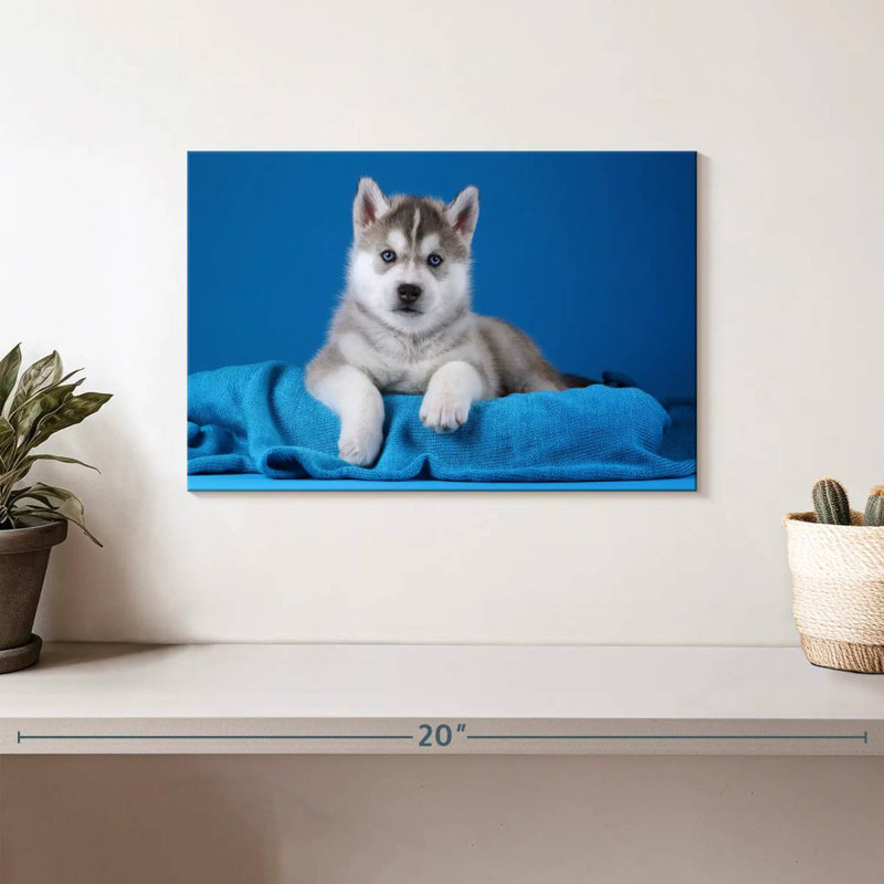 Chiot Husky aux yeux bleus, H 8 po x l 12 po