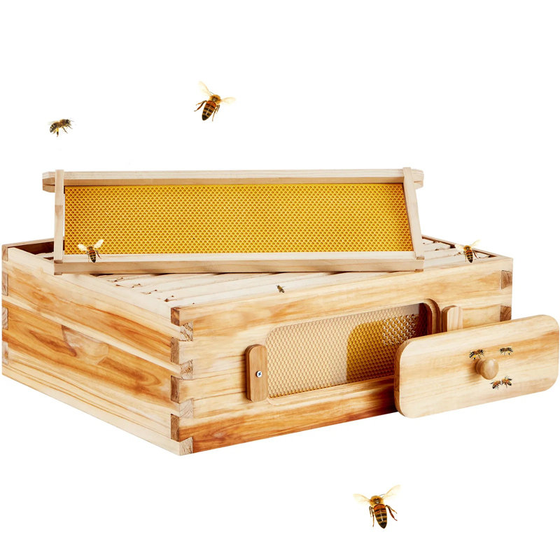 Trousse de départ pour boîte moyenne Bee Hive, 100% bois de cèdre naturel enduit de cire d'abeille, trousse de ruche Langstroth avec 10 cadres et fondations, fenêtres en acrylique transparentes pour débutants et apicoles