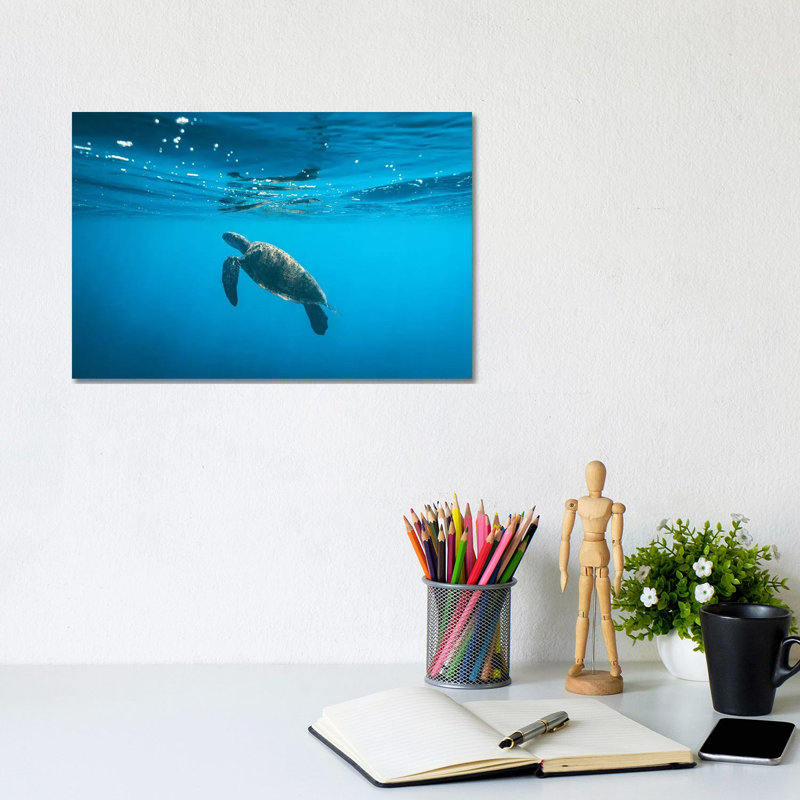 Underwater Turtle Near Surface by James Vodicka - Wrapped Canvas Gallery-Wrapped Canvas Giclée, 20.32cm H x 30.48cm W