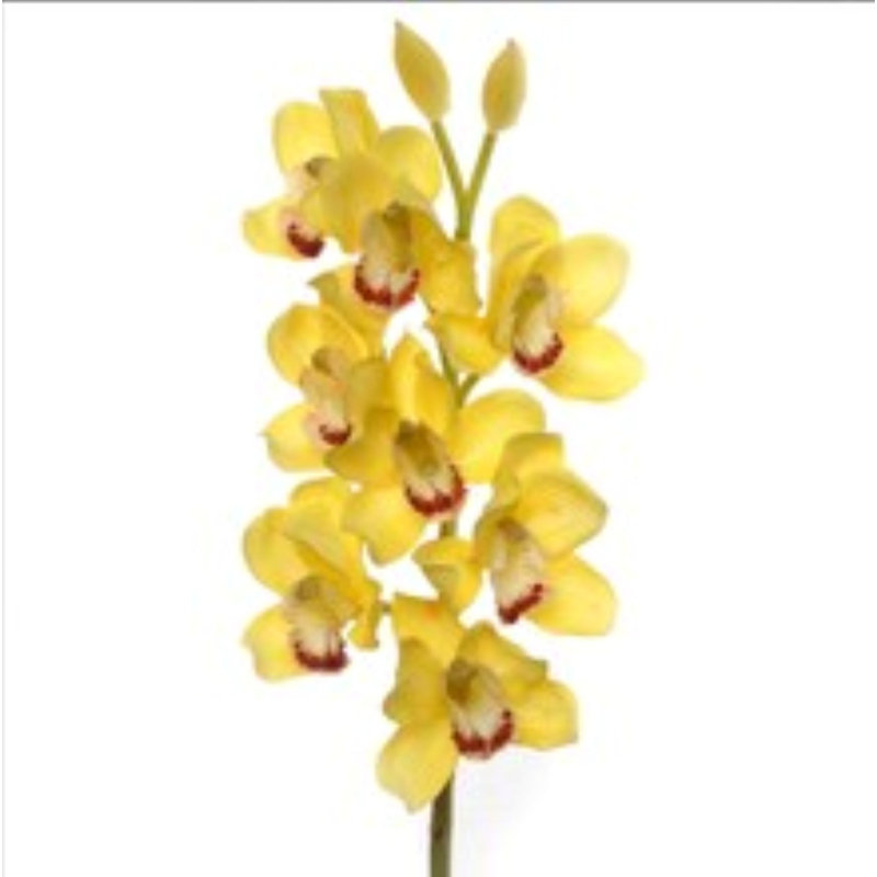 30" Cymbidium Orchid Stem - 3 Pack