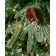 Green Realistic Spruce Christmas Tree with 500 LED Chasing Lights and Pinecones
