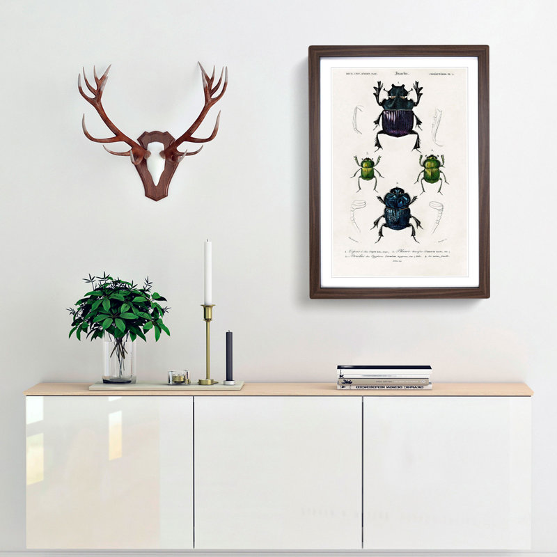 Beetle Illustrations PL.5 by Charles d Orbigny - Framed Print, 33cm H x 24cm W x 2cm D, Walnut Framed