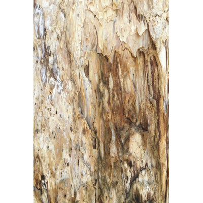 Triangle de texture d'arbre III