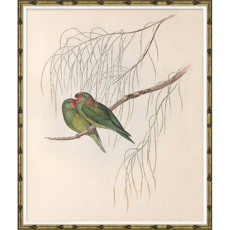 Love Birds Giclee Print by John Gould
