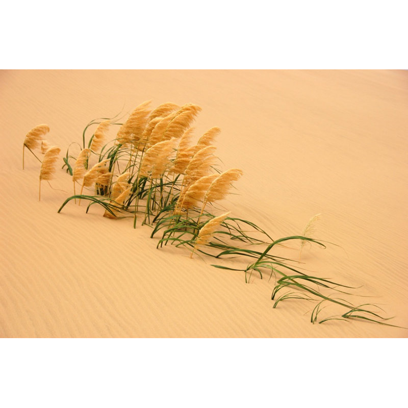 Wrapped Canvas Print, 50.8 cm H x 76.2 cm W