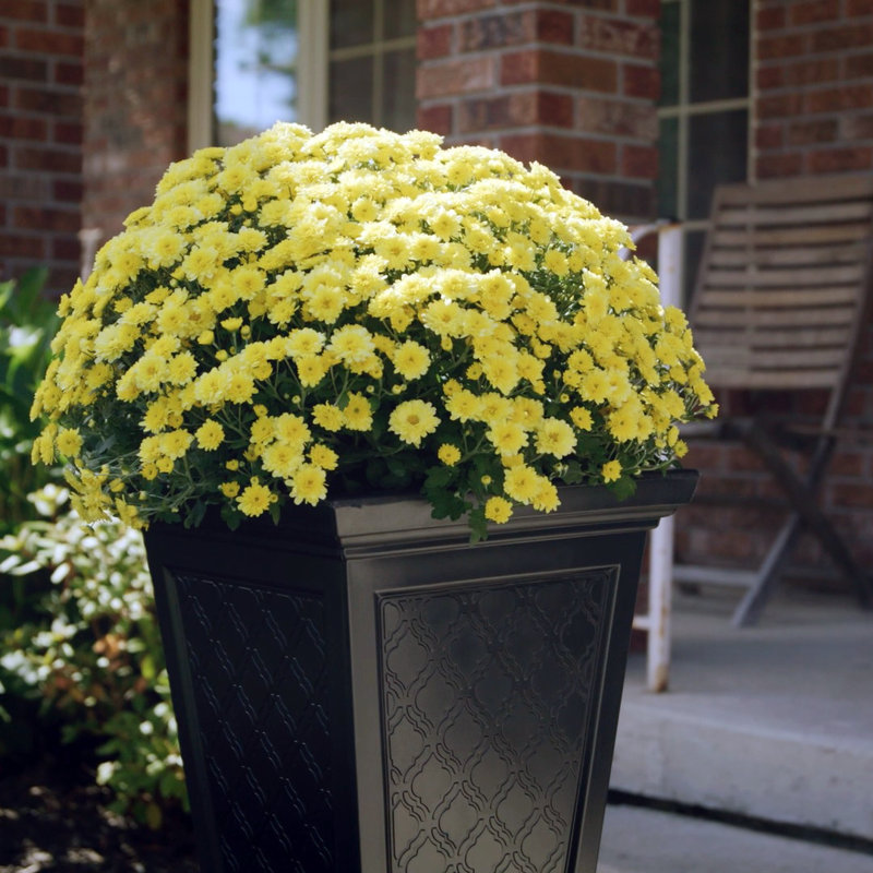 Aaliyah Self-Watering Pot Planter