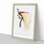 An Emperor Bird Of Paradise by Jacques Barraband - Single Picture Frame Painting-55544929-55544930
