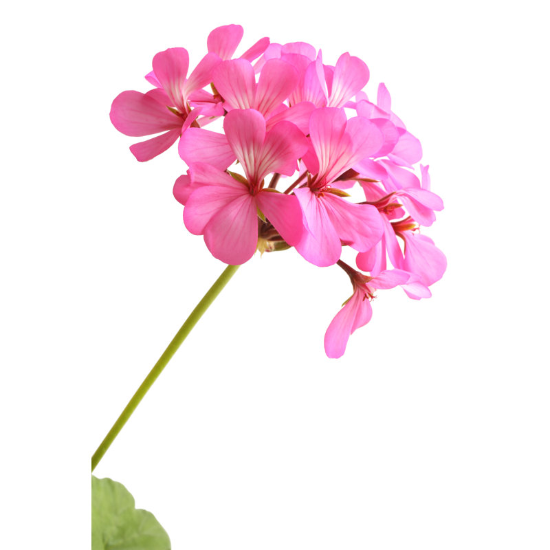 Blossoming Pink Geranium by Popovaphoto - Wrapped Canvas Print, 122cm H x 81cm W