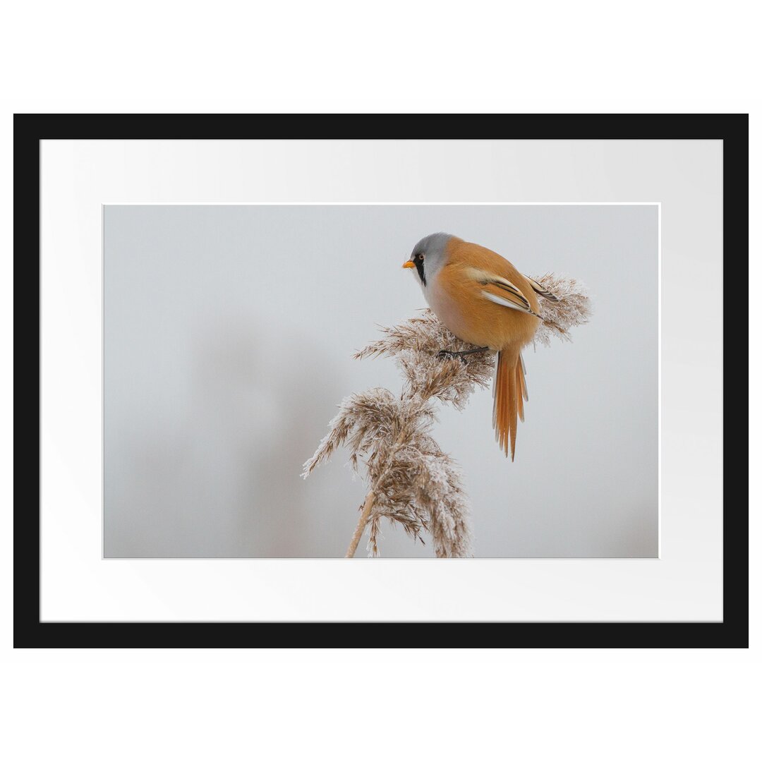 Gerahmtes Poster Vogel auf Weizen im Winter