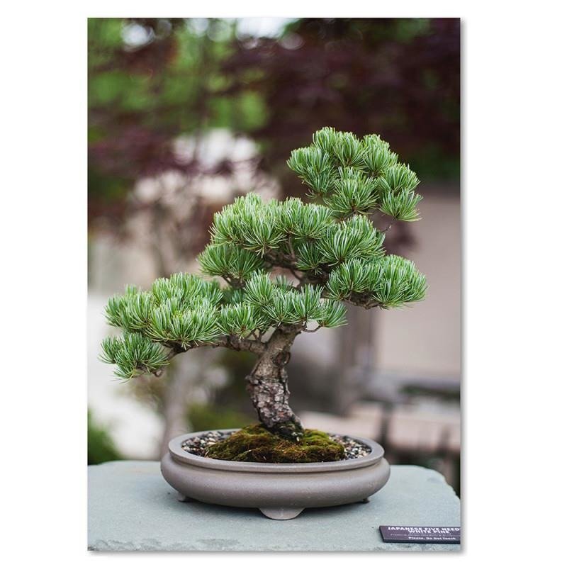 Leinwandbild Bonsai