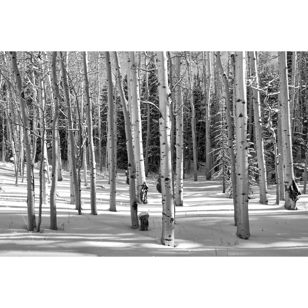 Aspen Grove In Winter von DeniseBush - Kunstdrucke auf Leinwand ohne Rahmen