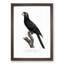 Greater Vasa Parrot by F. Levaillant - Picture Frame Painting Print-55575561-55575556