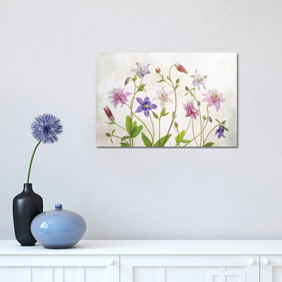 Columbine by Mandy Disher - Print on Canvas