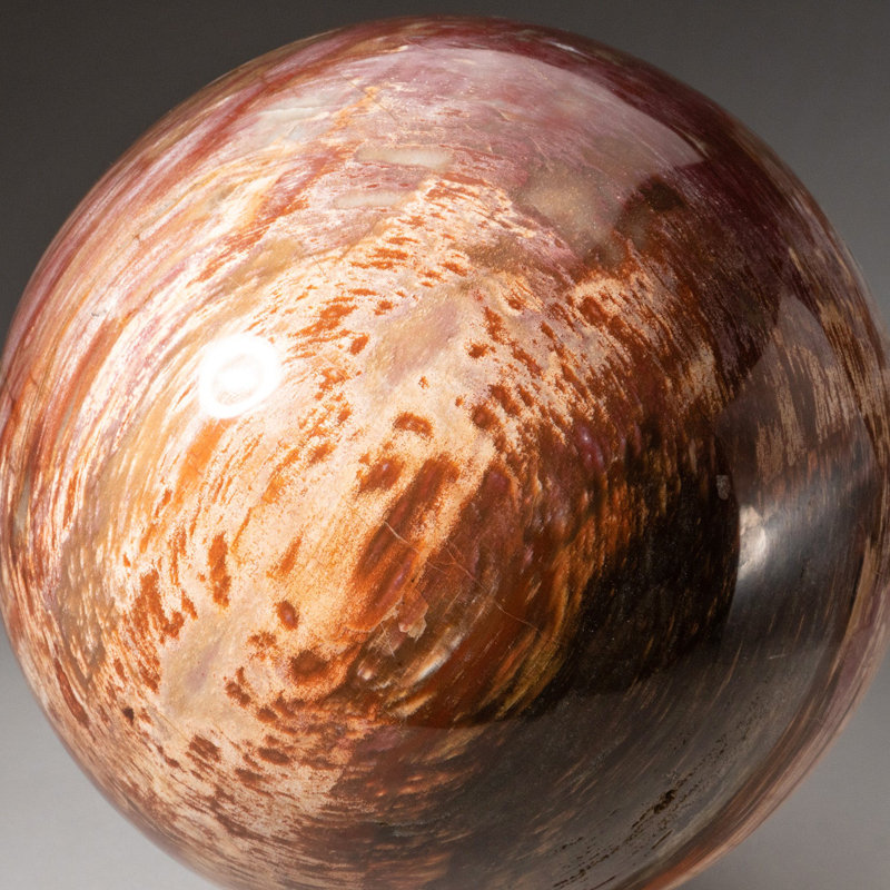 Genuine Large Polished Petrified Wood Sphere From Madagascar (8.5", 31.5 Lbs)