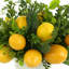 Arrangement floral citron et buis en pot