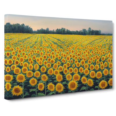 Beguiling Sunflower Field - Wrapped Canvas Print