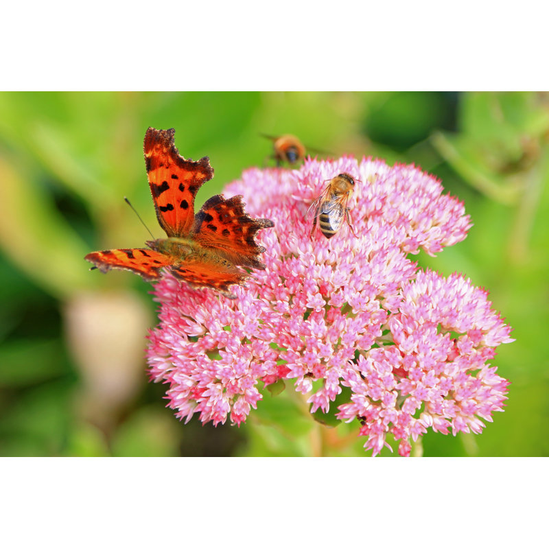 Mathabane Comma Butterfly - Wrapped Canvas Print, 81cm H x 122cm W x 3.8cm D