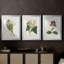 Antique Botanical Collection IV - reproduction encadrée sur mesure de qualité supérieure - 3 pièces-927739186-927739187