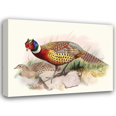 "Phasianus Torquatus" par Joseph Smit - Art mural sur toile tendue avec châssis