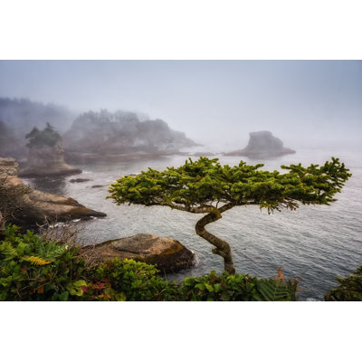" Bonsai Tree " by Carriecolephotography