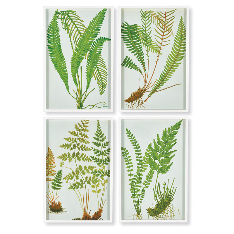 Fern Botanical Study - 4 pièces