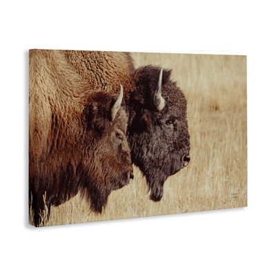 Art mural sur toile, "Bison pair in campagne" par Nathan Larson