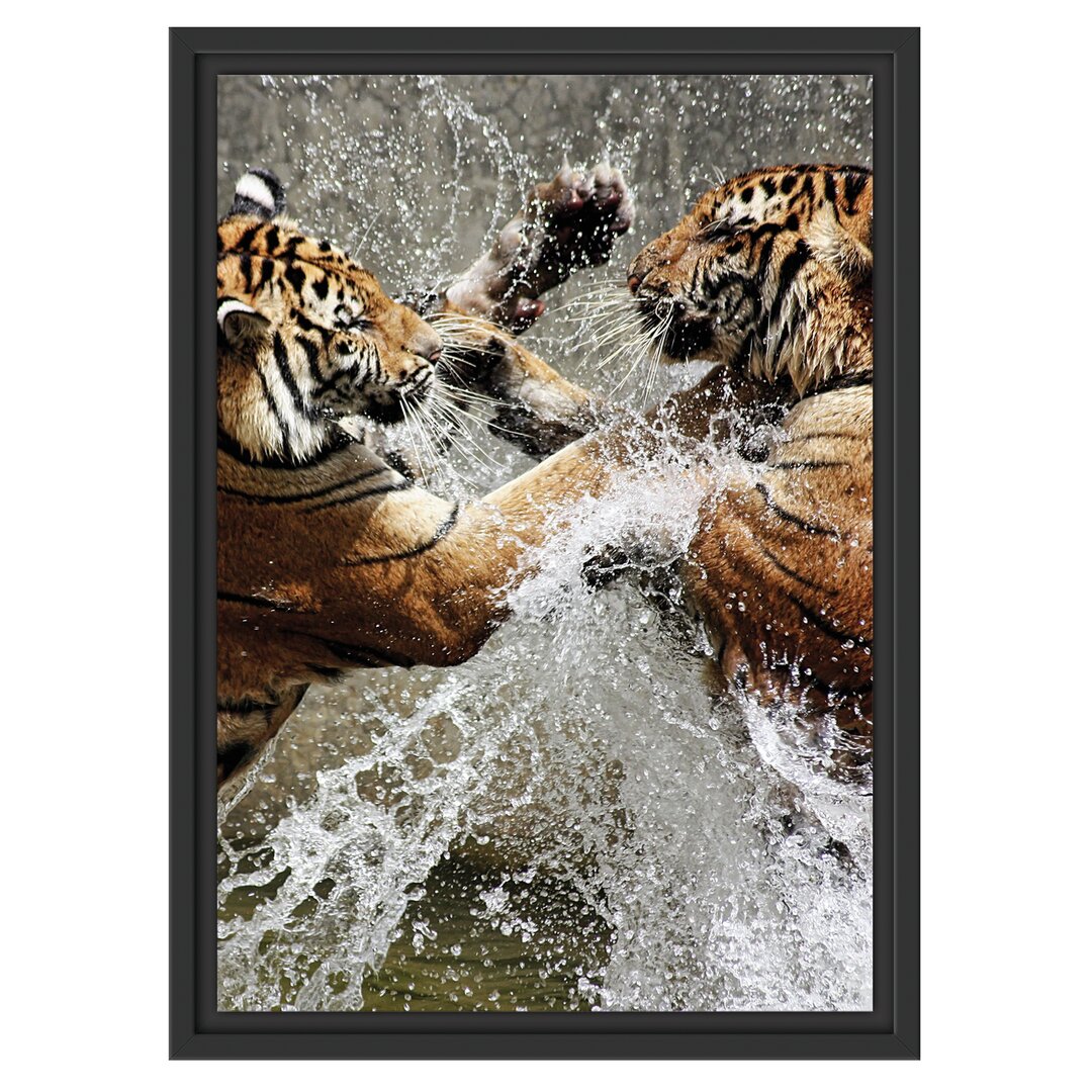 Gerahmtes Wandbild Kämpfende TigerWasser