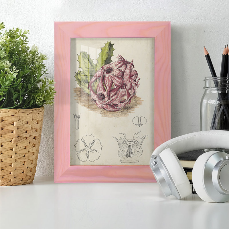 Cactus antique III, impression sur papier, H 7 po x l 5 po x P 1 po, Rose