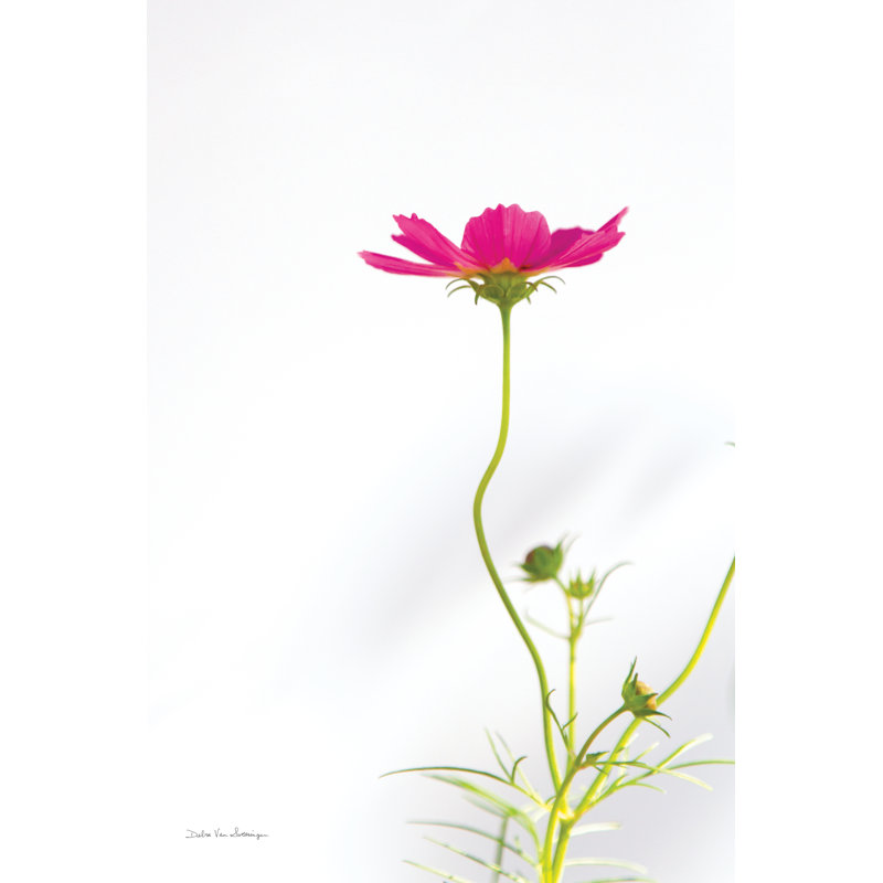 Magenta Cosmos II - imprimé, H 18 po x l 12 po