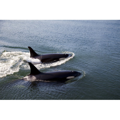 " Two Orcas Swimming "