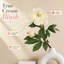 Tige de pivoine-381641603-271721969