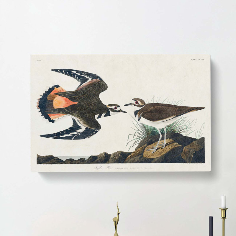 Kildeer Plover by John Audubon - Wrapped Canvas, 40cm H x 60cm W x 3cm D