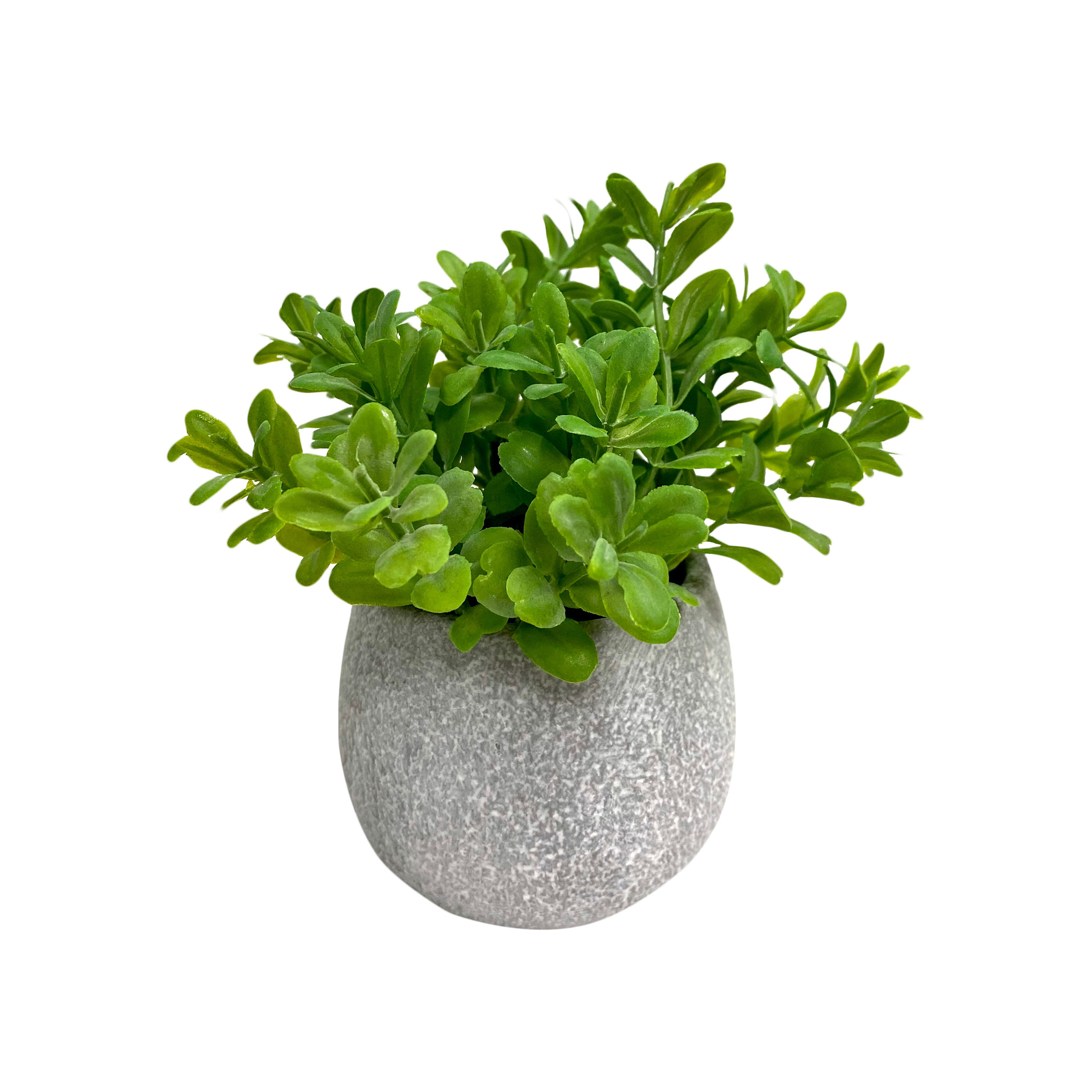 Primrue 6.5'' Faux Boxwood Plant in Ceramic Pot Wayfair