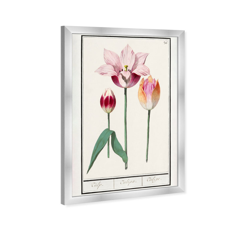 Pink Tulip Botanical Study by Oliver Gal, 17" H x 12" W, Silver