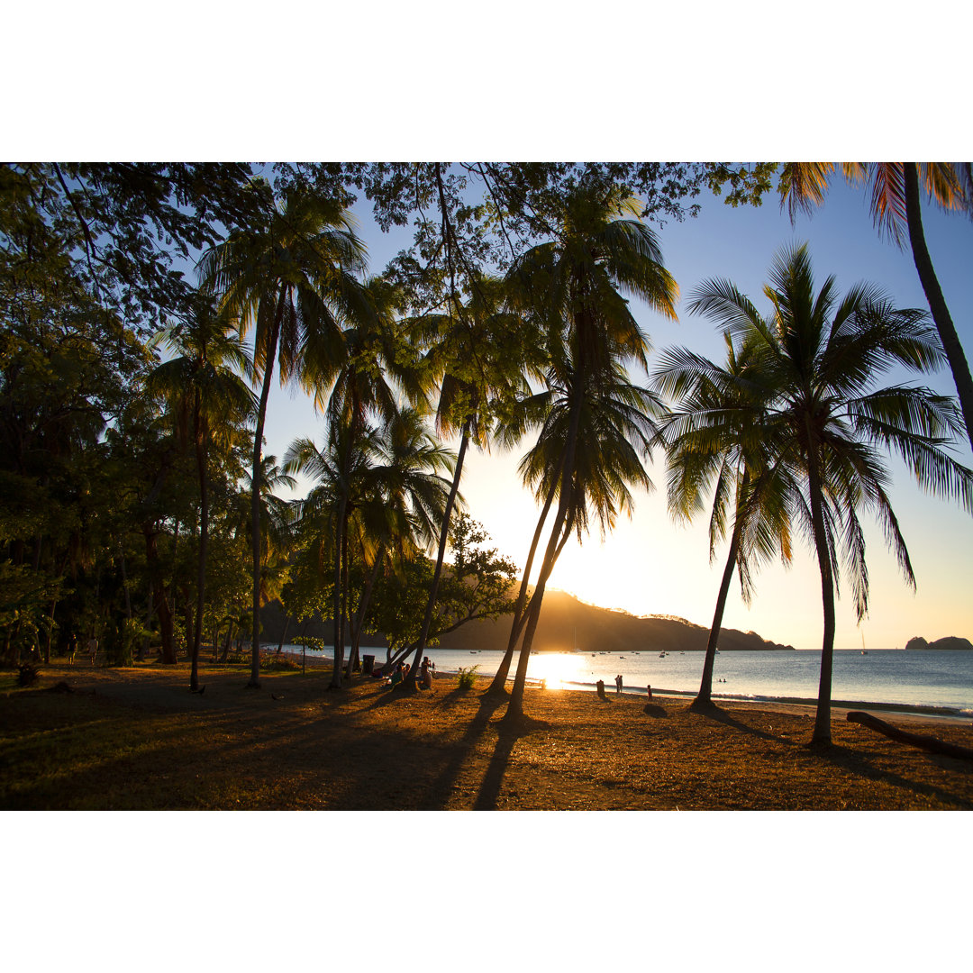 Palm Trees - Wrapped Canvas Print
