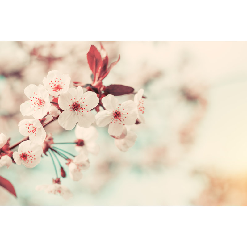 Spring Background Art With White Cherry Blossom - Wrapped Canvas Print, 30cm H x 46cm W