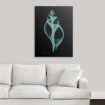 «Tulip Shell» par Byer, reproduction de photo