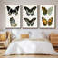 Ensemble de 3 papillons bleus antiques I encadrés sur toile-97759569-97759572