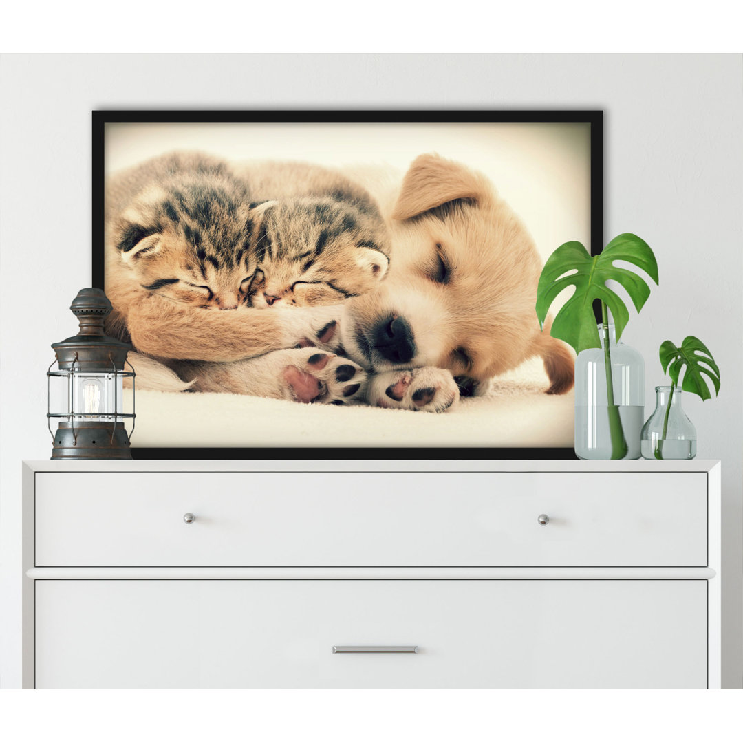 Gerahmter Fotodruck Puppy and Kittens