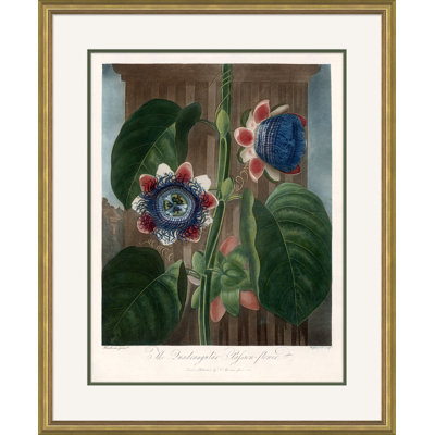 Robert John Thornton " Thornton's Botanicals " by Robert John Thornton