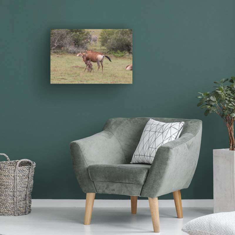 Bolog Bob Langrish Red Hartebeest Canvas Art, 12" H x 19" W