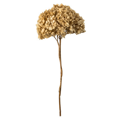 Hortensia naturel 15 "avec plusieurs branches, Natural Botanicals
