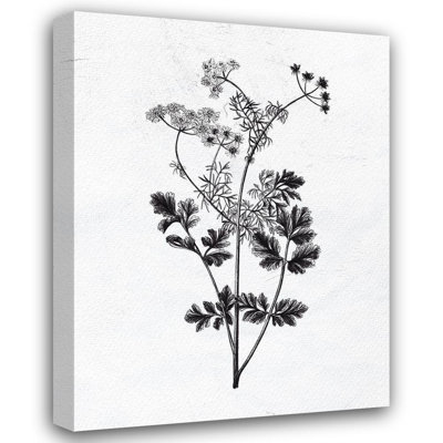 Winston Porter Bailey, Ann Gallery Wrapped Canvas Art Titled: Pressed Herbs 2