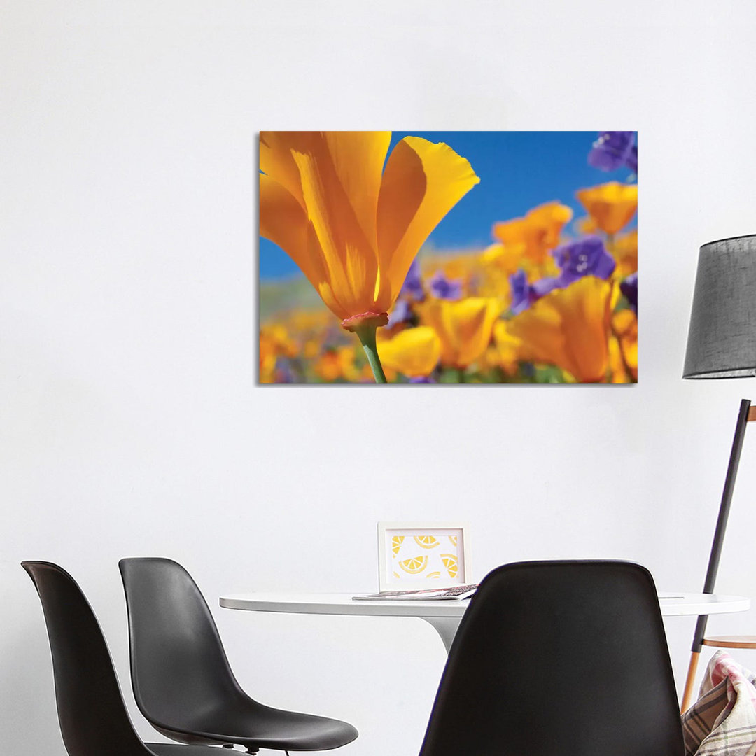 Kalifornische Mohnblumen, Antelope Valley, Kalifornien III von Tim Fitzharris - Gallery-Wrapped Canvas Giclée