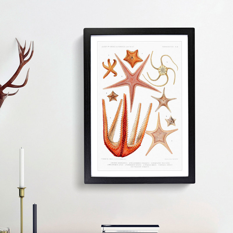 Starfish Illustrations by Albert I - Framed Print, 48cm H x 36cm W x 2cm D, Black Framed