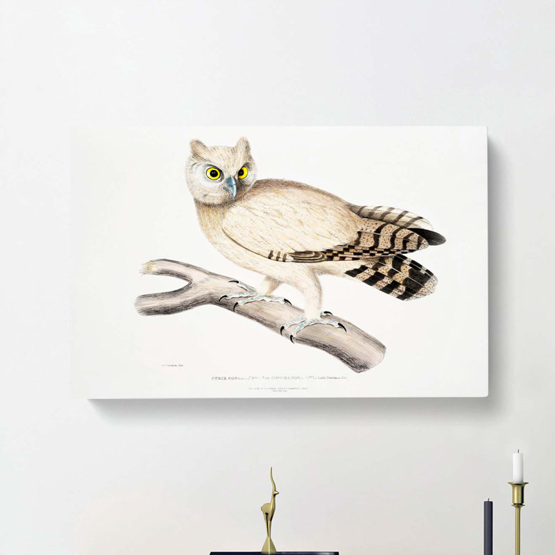 Coromandel Owl by John Edward Gray - Wrapped Canvas, 60cm H x 91cm W x 3cm D