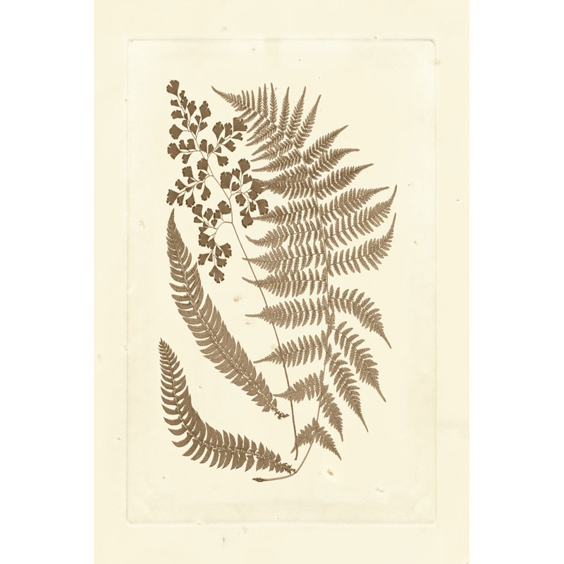 Sepia Ferns III - Wrapped Canvas Painting, 46cm H x 30cm W x 3.8cm D