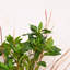 Feuilles de feuillage vert Eliana